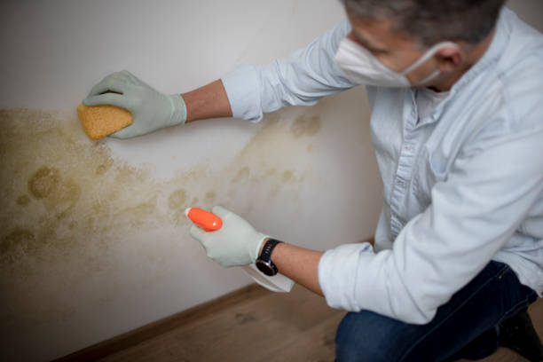 Best Black Mold Removal  in Clyde, TX
