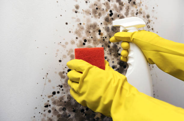 Mold Removal Process in Clyde, TX