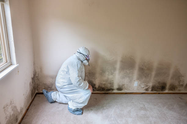 Best Attic Mold Removal  in Clyde, TX