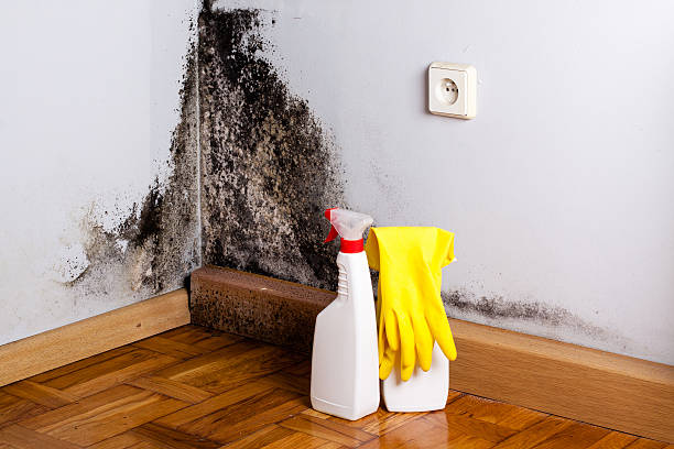 Best Home Mold Removal  in Clyde, TX