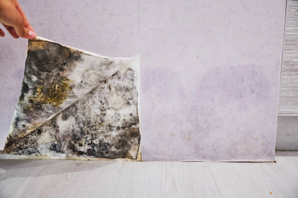 Best Mold Testing and Removal  in Clyde, TX